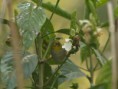 /album/some-overseas-trips/oriental-whiteeye-2-corbett-park-jpg/